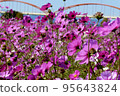 Cosmos 95643824