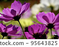 Cosmos 95643825