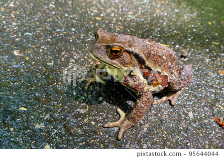 Toad 95644044
