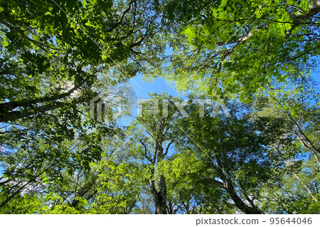 Forest trees Forest trees 95644046
