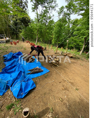 【千葉縣佐倉市】在校林挖筍吃午飯 【千葉縣佐倉市】在校林挖筍吃午飯 95644171