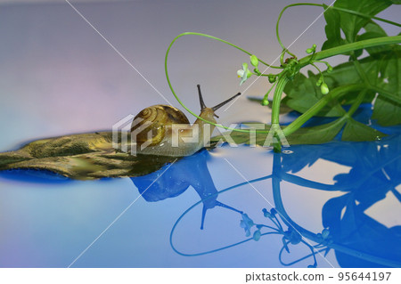 Snail Fairy Tale World 95644197