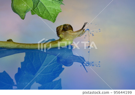 Snail Fairy Tale World Snail Fairy Tale World 95644199