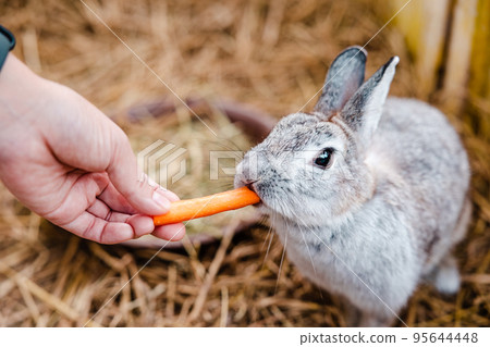 Rabbit feeding at Shirotori Zoo, Kagawa 95644448