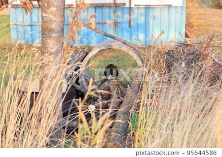 北海道、十勝地區、舊牛棚和牛紋貓 北海道、十勝地區、舊牛棚和牛紋貓 95644586