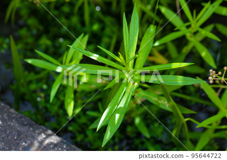 生長在路旁的草 生長在路旁的草 95644722