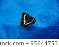 rain butterfly 95644753