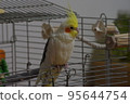 cockatiel 95644754