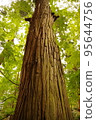 wood  95644756