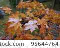 Fall and winter 95644764