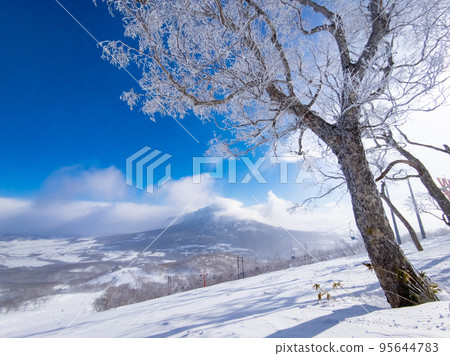 Trees covered with hoarfrost at a ski resort (Niseko, Hokkaido) Trees covered with hoarfrost at a ski resort (Niseko, Hokkaido) 95644783