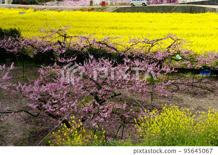 Peach blossoms and rape blossoms Peach blossoms and rape blossoms 95645067