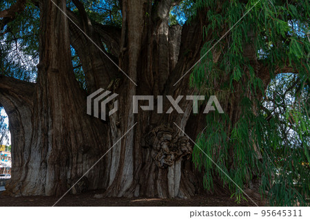 Sabin ancient tree at Santa Maria del Tule, Oaxaca, Mexico Sabin ancient tree at Santa Maria del Tule, Oaxaca, Mexico 95645311