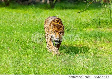 Jaguar in the mayan jungle 95645313