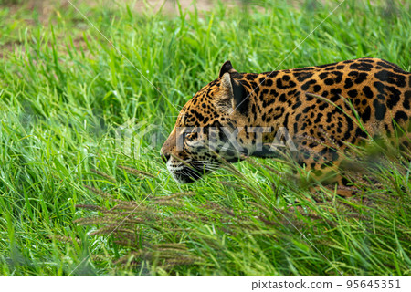 Jaguar in the mayan jungle Jaguar in the mayan jungle 95645351