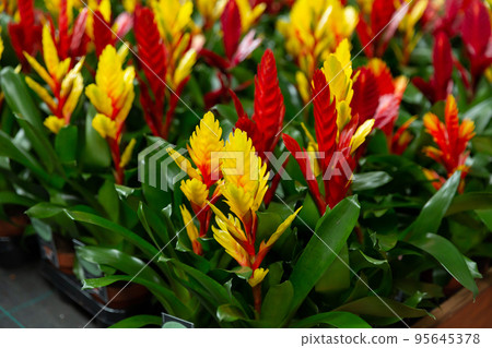 Variety of flower Vriesea plants cultivated in modern orangery Variety of flower Vriesea plants cultivated in modern orangery 95645378