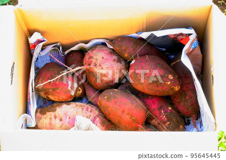 Field-harvested sweet potatoes packed in a cardboard box Field-harvested sweet potatoes packed in a cardboard box 95645445