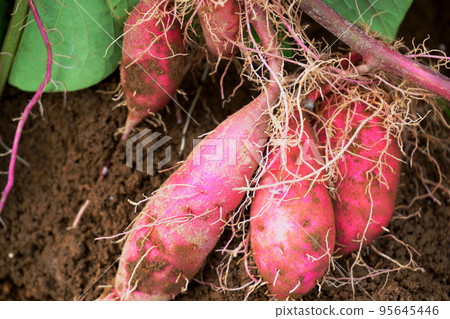 Sweet potatoes harvested in the field, sweet potato digging Sweet potatoes harvested in the field, sweet potato digging 95645446