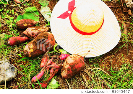 Sweet potatoes and straw hats harvested in the field, sweet potato digging Sweet potatoes and straw hats harvested in the field, sweet potato digging 95645447