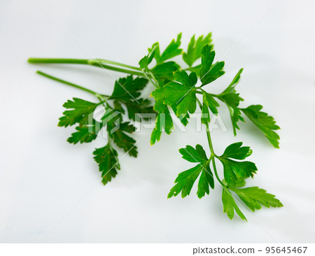 Sprigs of fresh parsley, isolated on a white background Sprigs of fresh parsley, isolated on a white background 95645467