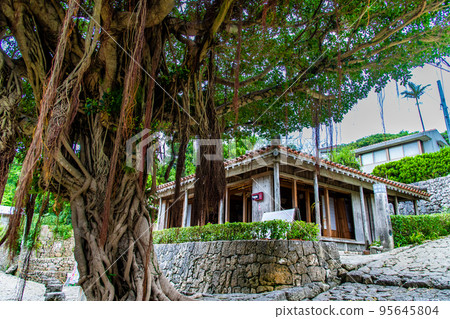 Naha City, Okinawa Prefecture Shuri Kinjocho Muraya and Gajumaru Naha City, Okinawa Prefecture Shuri Kinjocho Muraya and Gajumaru 95645804