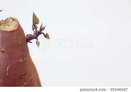 紅薯芽 95646087