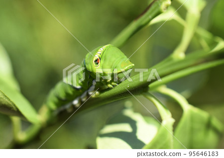 Swallowtail larvae 95646183