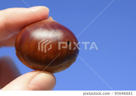 蟲蛀栗子（藍天背景） 95646881