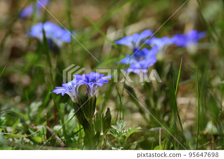 Blue flowers of Halluintou Blue flowers of Halluintou 95647698