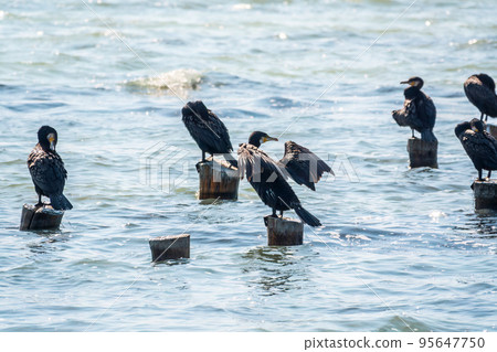 A flock of cormorants sits on a old sea pier in orange sunset light 95647750