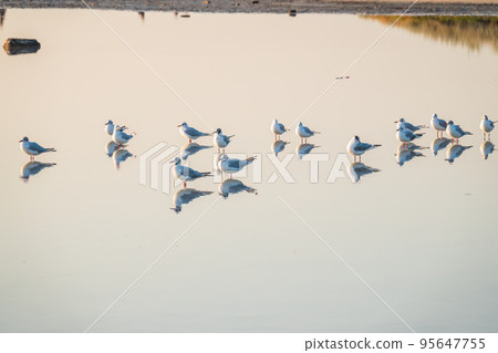 Flock of Seagulls, The European herring gull, swims on the calm lake shore in sunset Flock of Seagulls, The European herring gull, swims on the calm lake shore in sunset 95647755