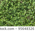 A large collection of clovers 95648326
