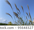 Susuki stands out well against the blue sky 95648327