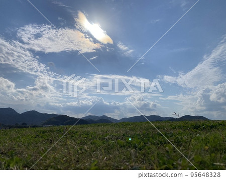 sunny meadow sunny meadow 95648328