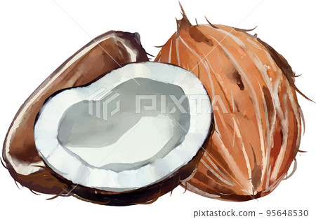 Palm fruit and shell watercolor style vector illustration set Palm fruit and shell watercolor style vector illustration set 95648530