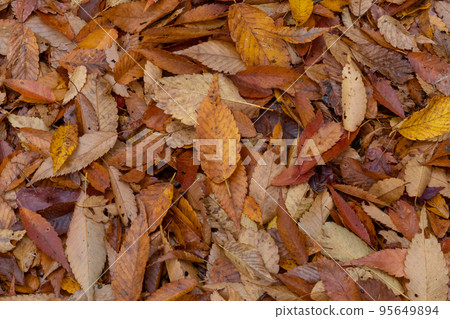 Autumn 2022, fallen leaves Autumn 2022, fallen leaves 95649894