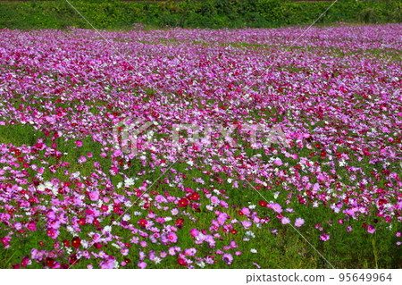 Cosmos blooming in a rice field Cosmos blooming in a rice field 95649964