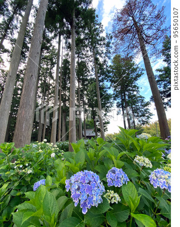 [Tako-cho, Katori-gun, Chiba Prefecture] Hydrangea at Japanese Temple 95650107