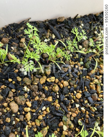 廚房花園發芽胡蘿蔔 廚房花園發芽胡蘿蔔 95650160