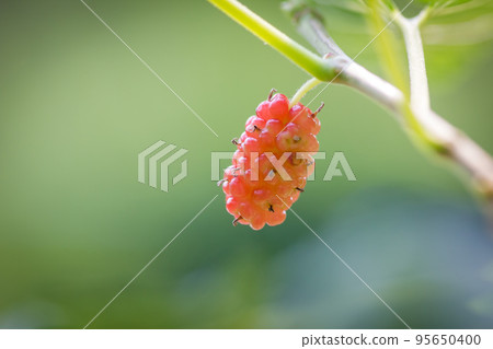 red fresh mulberry on the branch of tree red fresh mulberry on the branch of tree 95650400