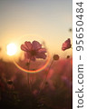搖曳在早晨太陽的波斯菊 95650484