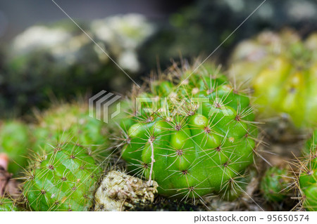 Green spiny ferocactus cactus planted 95650574
