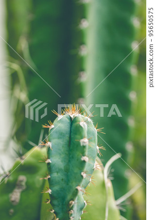 Green pachycereus cactus, spiky planted 95650575