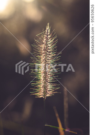 Grass flowers with golden sunlight are beautiful 95650626