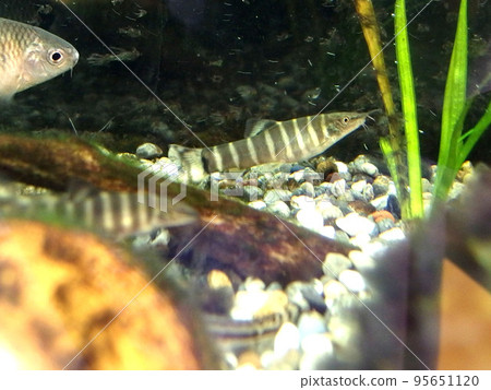 Ayumodoki Red Data Book Fish Freshwater Fish 95651120