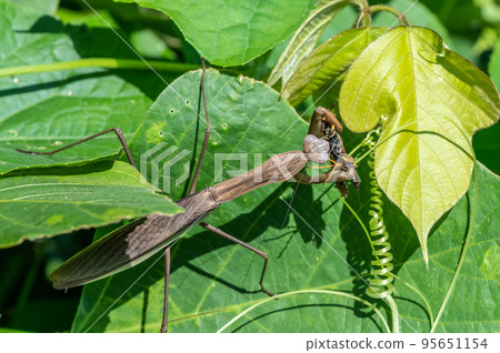 A praying mantis preying on a paper wasp 95651154