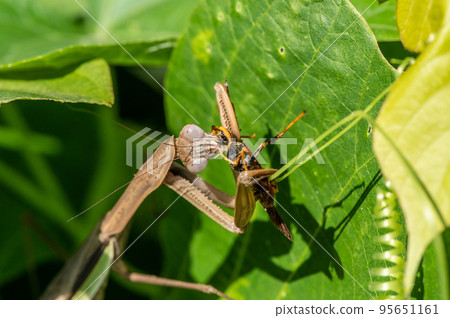 A praying mantis biting into the head of a paper wasp 95651161