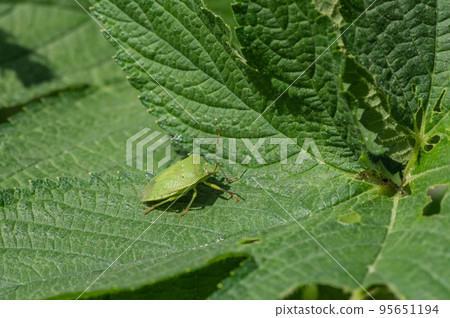 Minamino bug 95651194