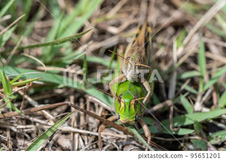 遷徙蝗蟲在田間交配 95651201