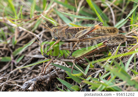 Migratory locusts mating in a field 95651202